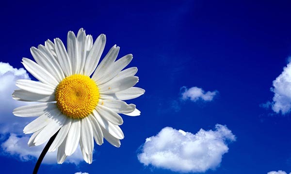 太阳菊