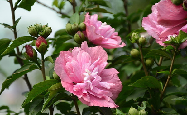 木槿