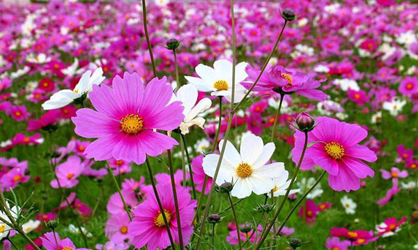 波斯菊