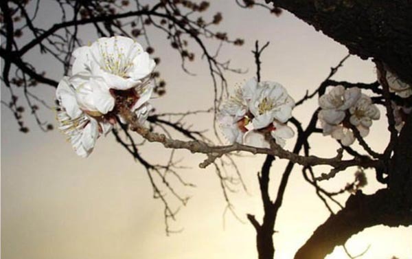 白桑花